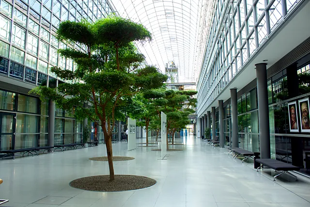 Formgehölz im Atrium